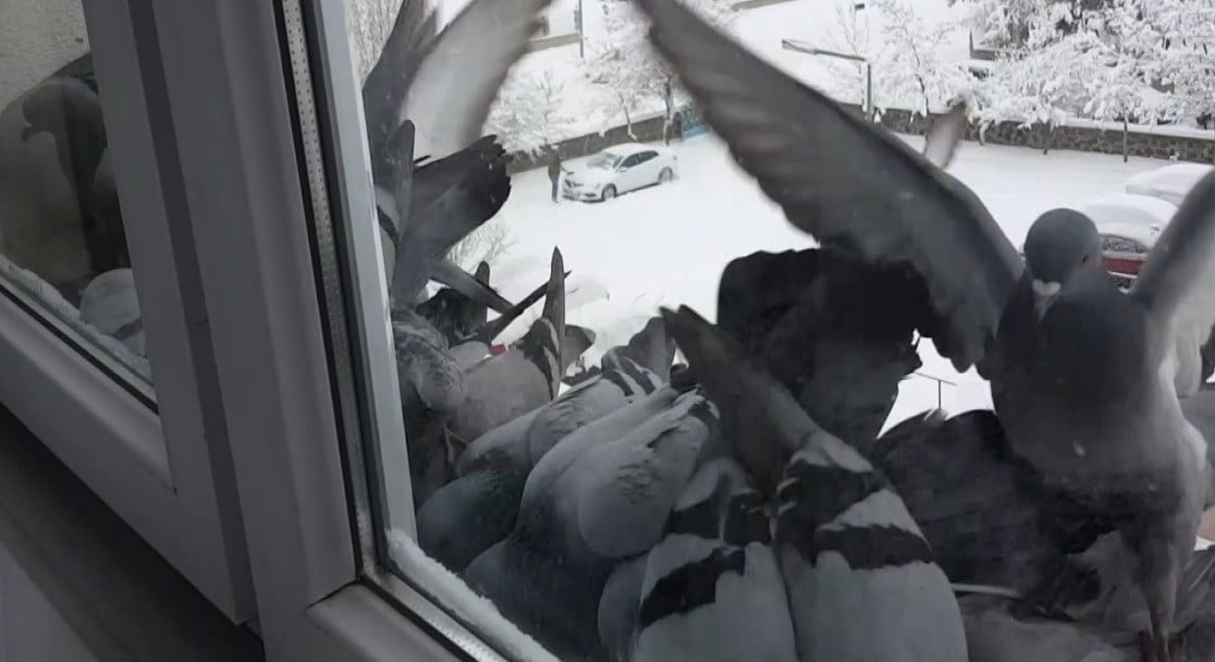 BAYBURT’TA HAVA SICAKLIĞININ EKSİ 18 DERECEYE KADAR DÜŞTÜĞÜ SOĞUK GÜNLERDE, AÇ KALAN GÜVERCİNLER...