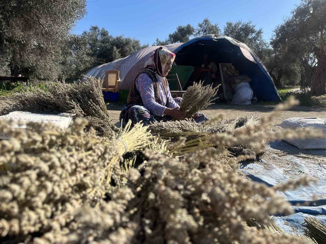 BAYINDIR’DA NERGİS VE KURU ÇİÇEK FESTİVALİ HAZIRLIKLARI