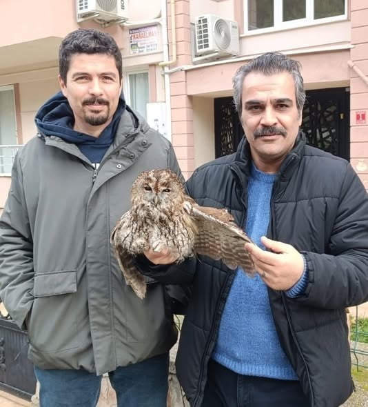 BAYKUŞ BALKONA SIĞINDI