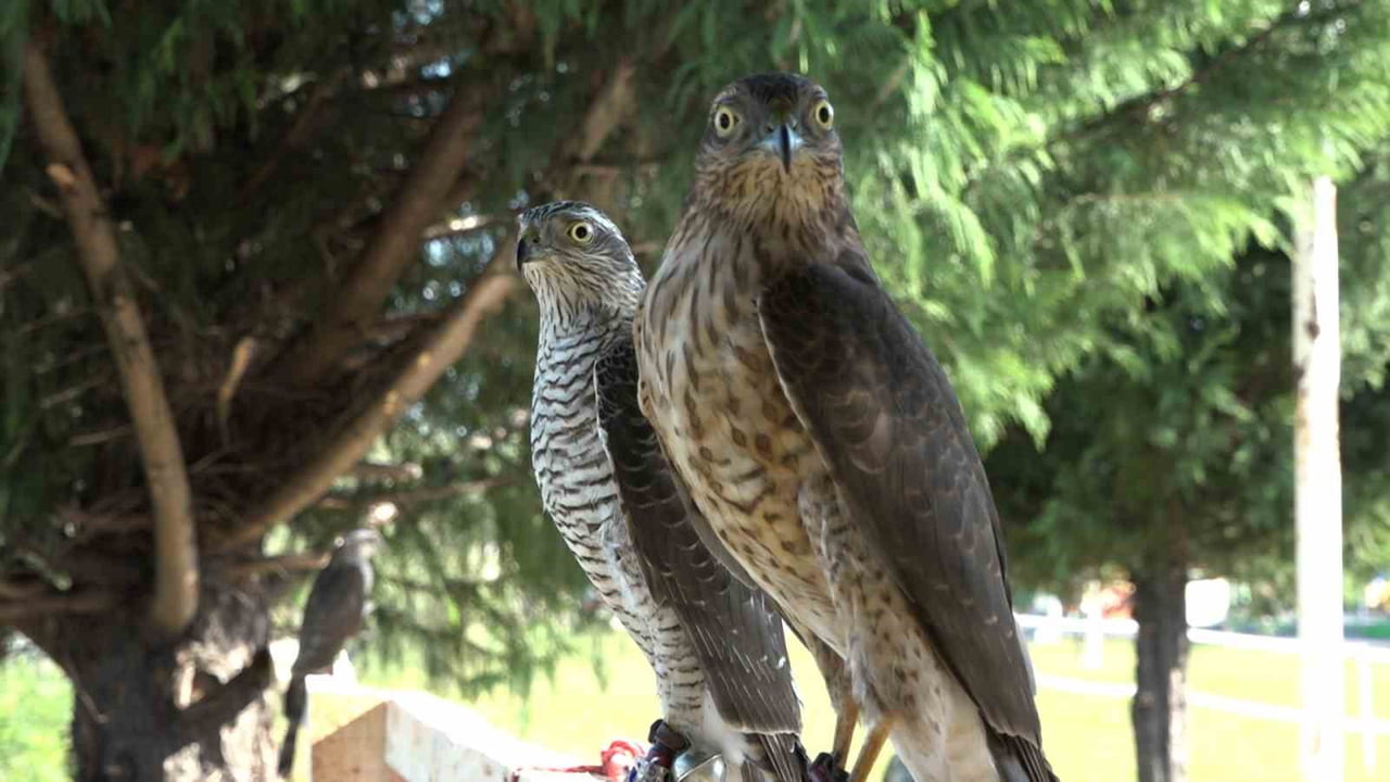 BILDIRCIN TUTMAK İÇİN SABUNLU SUYLA YOLA ÇIKILAN VE BÖCEKLE KÜÇÜK KUŞ, KÜÇÜK KUŞLA ATMACA...