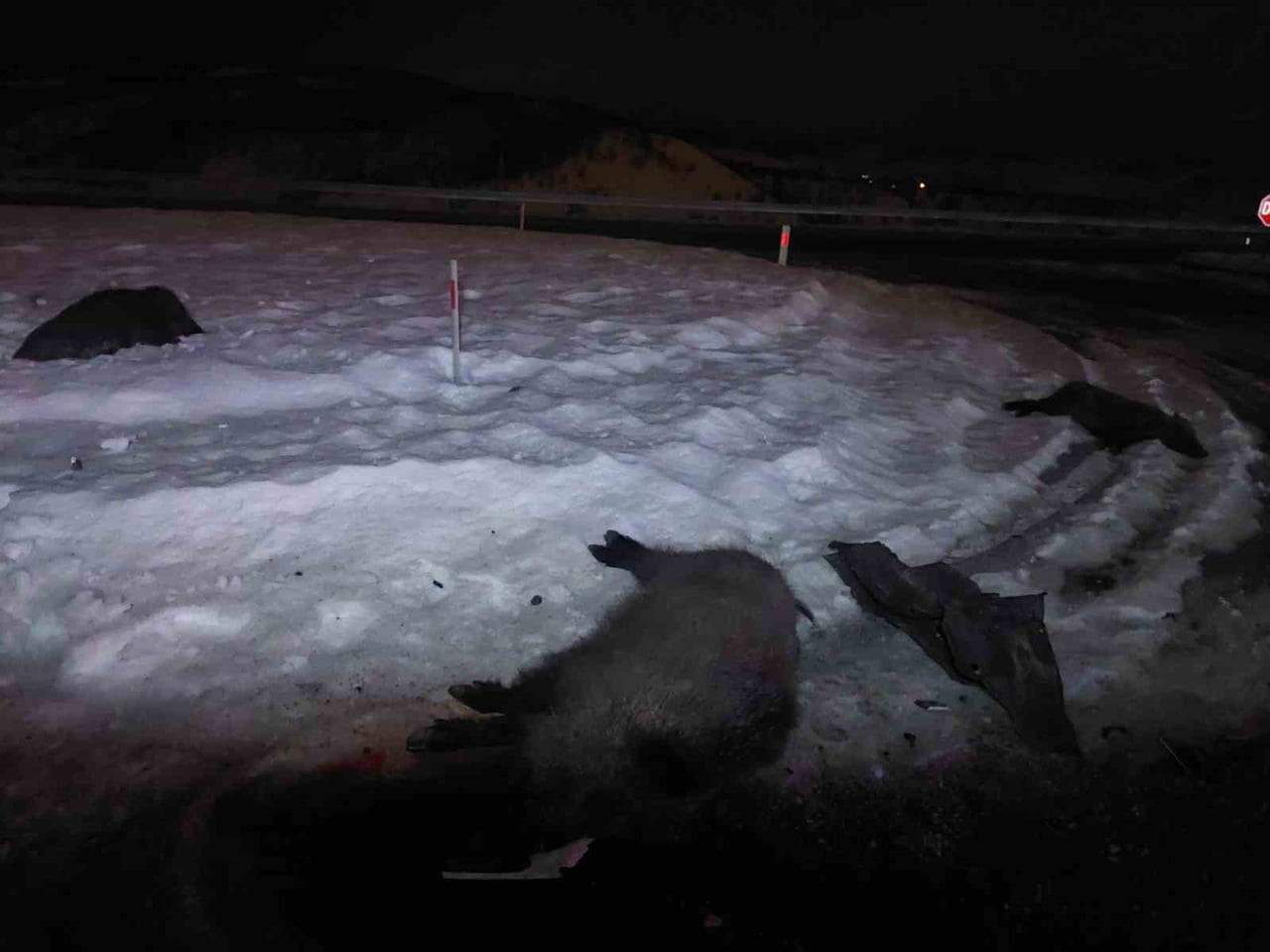 – BİNGÖL’DE YOLA ÇIKAN DOMUZ SÜRÜSÜNE ÇARPAN ARAÇTA 3 KİŞİ YARALANDI