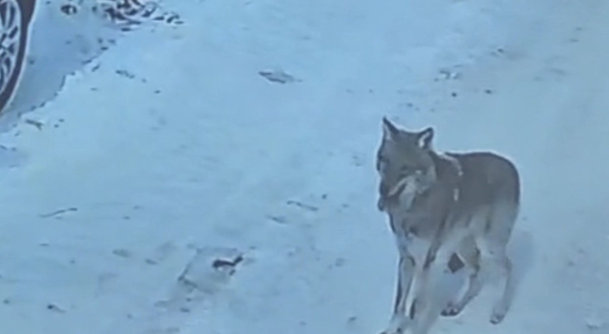 BİTLİS’İN TATVAN İLÇESİNDE GÜNDÜZ SAATLERİNDE KURDUN SİTE ÇEVRESİNDE SÜRE DOLAŞTIĞI ANLAR GÜVENLİK...