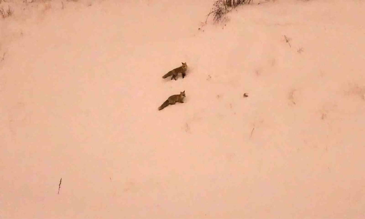 BİTLİS’TE ETKİLİ OLAN YOĞUN KAR YAĞIŞI VE SOĞUK HAVA NEDENİYLE YİYECEK BULAMAYAN KURT VE TİLKİ...