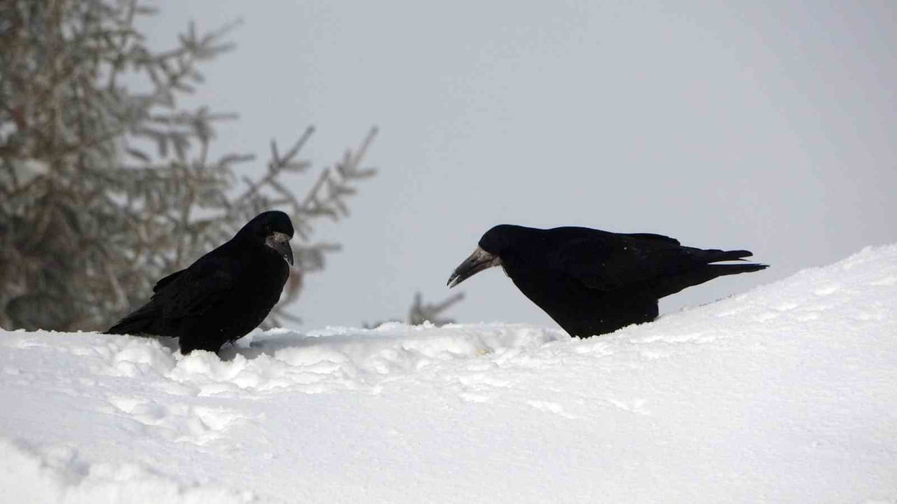 BİTLİS’TE KIŞ MEVSİMİNDE BELEDİYE VE ÖZEL İDARE EKİPLERİ TARAFINDAN KARLA MÜCADELEYE 410 BİN LİTRE...