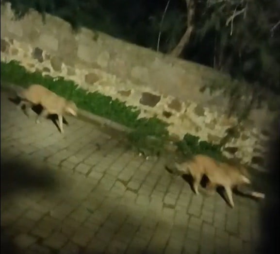 BODRUM’DA KURT SÜRÜSÜ GÖRÜNTÜLENDİ