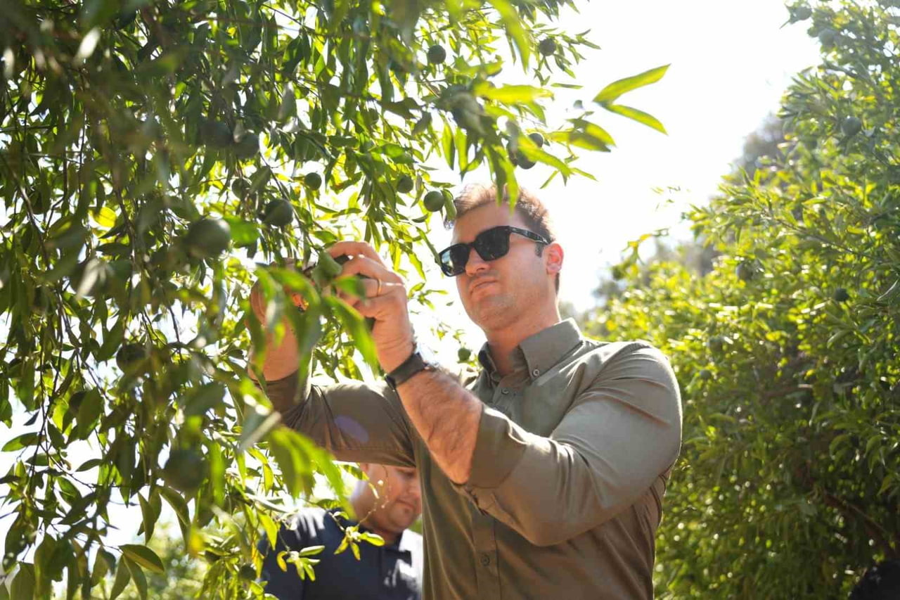 BODRUM MANDALİNİ TÜRKİYE’NİN DÖRT BİR YANINA ULAŞIYOR