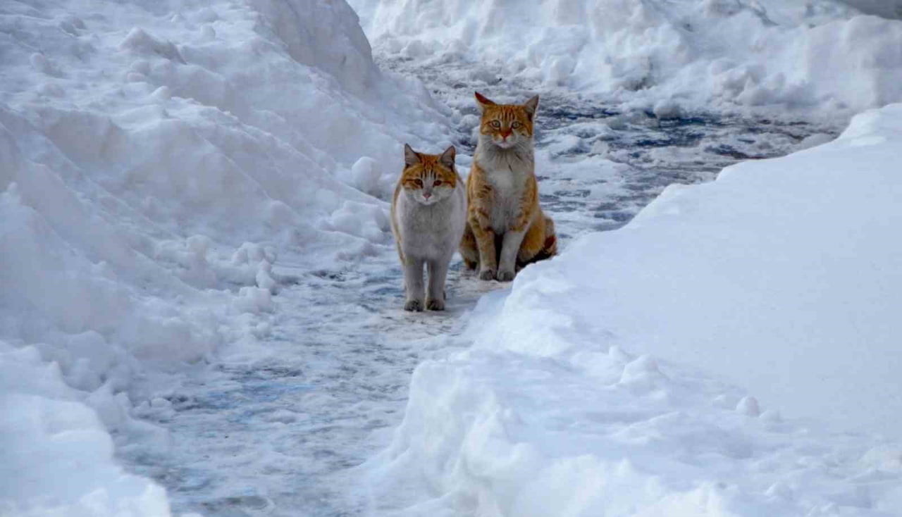BÖLGE GENELİNDE HAVANIN PARÇALI VE ÇOK BULUTLU GEÇECEĞİ, BUZLANMA VE DON OLAYI İLE BİRLİKTE SABAH...