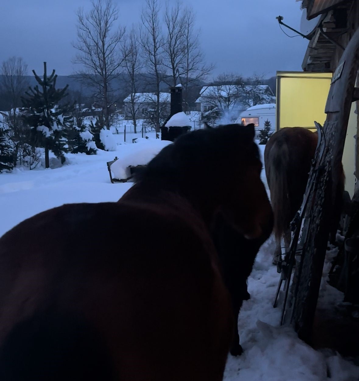 BOLU’DA ETKİLİ OLAN KAR YAĞIŞI NEDENİYLE DOĞADA YİYECEK BULMAKTA GÜÇLÜK ÇEKEN YILKI ATLARI, AT...