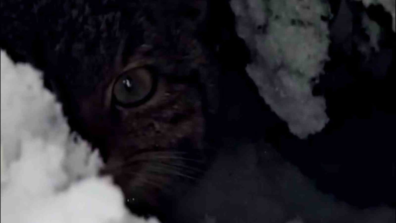 BOLU’DA NADİR RASTLANAN YABAN KEDİSİ, DOĞA KORUMA VE MİLLİ PARKLAR ŞUBE MÜDÜRLÜĞÜ EKİPLERİNİN...