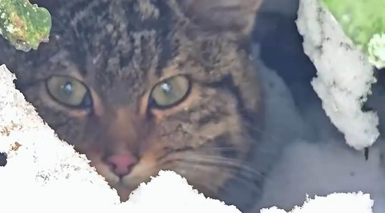 BOLU’DA NADİR RASTLANAN YABAN KEDİSİ, DOĞA KORUMA VE MİLLİ PARKLAR ŞUBE MÜDÜRLÜĞÜ EKİPLERİNİN...