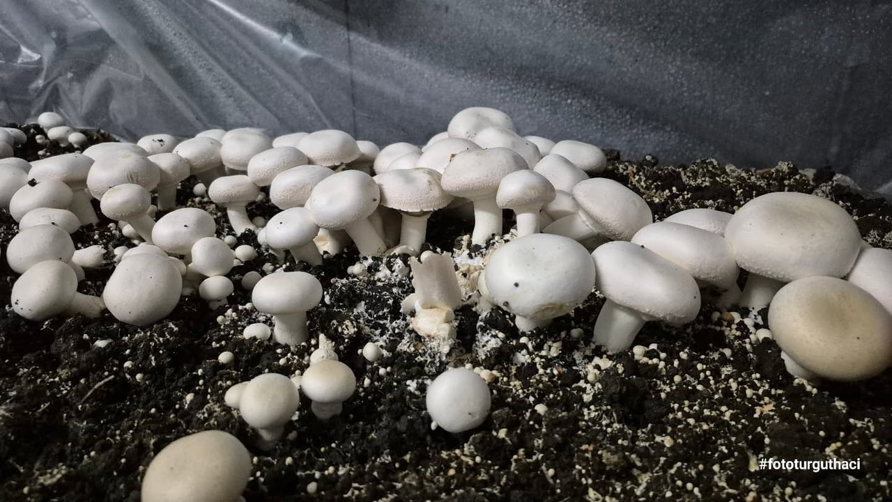 BULANCAK MESLEKİ VE TEKNİK ANADOLU LİSESİ TARIM TEKNOLOJİLERİ ALANI ÖĞRENCİLERİ TARAFINDAN...