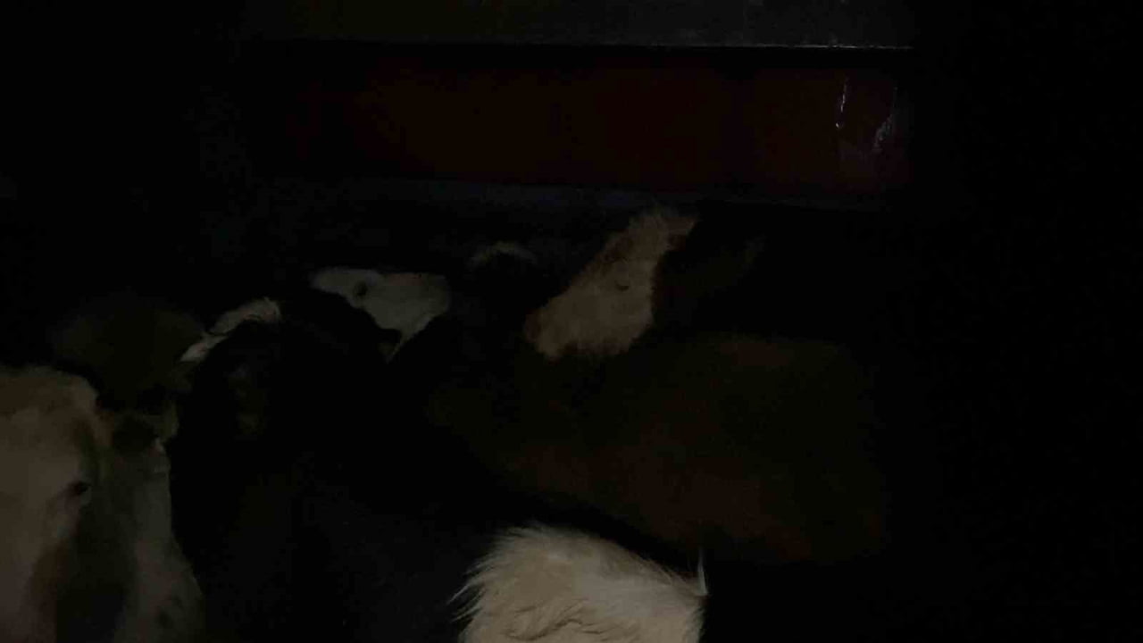 BURDUR'DA ŞAP HASTALIĞI NEDENİYLE KARANTİNA ALTINDAKİ BÖLGEDE İZİNSİZ VE KÜPESİZ HAYVAN TAŞIYAN...