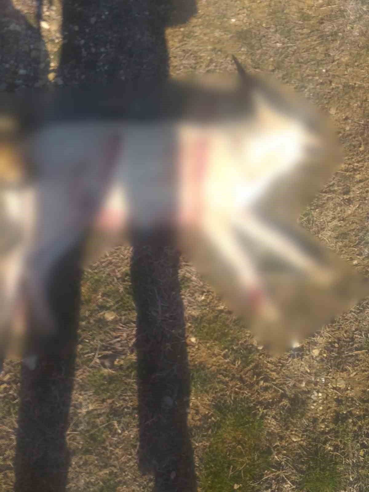 BURDUR'UN BUCAK İLÇESİNDE SOSYAL MEDYADA YER ALAN KÖPEKLERİN SİLAHLA VURULARAK ÖLDÜRÜLDÜĞÜNE...