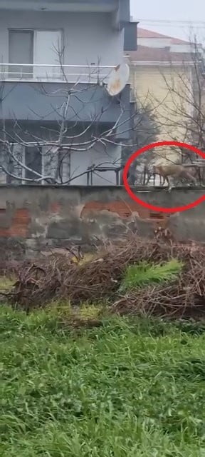 BURSA'NIN İNEGÖL İLÇESİNDE ŞEHİR MERKEZİNE İNEREK SOKAKLARDA GEZEN TİLKİ, GÖRENLERİN DİKKATİNİ...