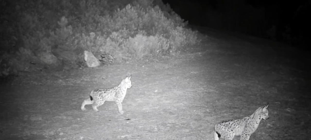 ÇANKIRI’DA DOĞAYA YERLEŞTİRİLEN FOTOKAPAN KAMERALAR, NESLİ TÜKENME TEHLİKESİ ALTINDAKİ VAŞAKLARI...