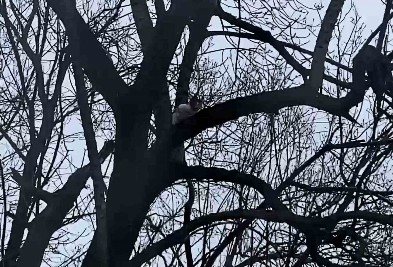 ÇIKTIĞI AĞAÇTA MAHSUR KALAN KEDİ  KURTARILMAYI BEKLİYOR