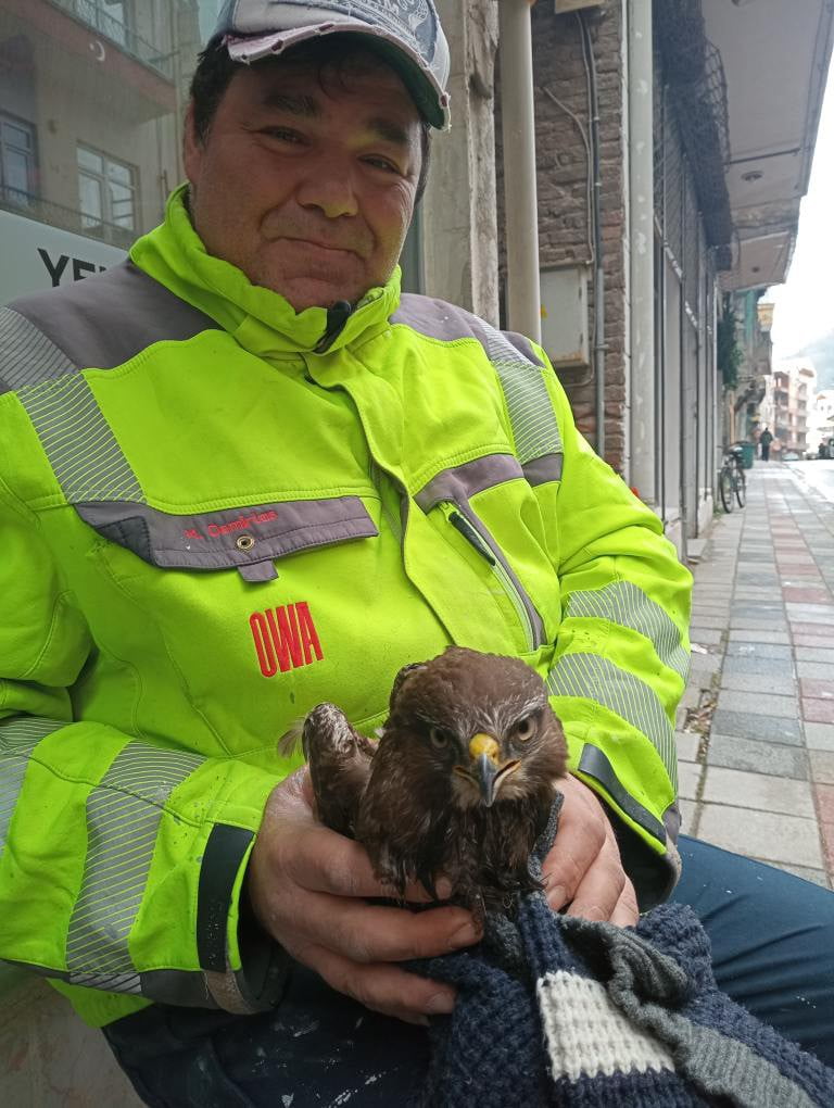 CVR AYANCIK’TA YARALI HALDE ŞAHİN BULUNDU (FOTOĞRAFLI) MURAT ÇALIŞKAN SİNOP (İHA) - AYANCIK’TA...