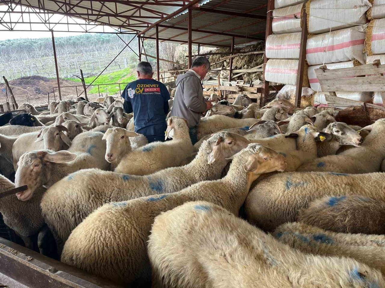DENİZLİ’NİN BULDAN İLÇESİNDE HAMİLELİK DÖNEMİ SONA EREN KOYUNLAR DOĞUM YAPMAYA BAŞLADI. SOĞUK...