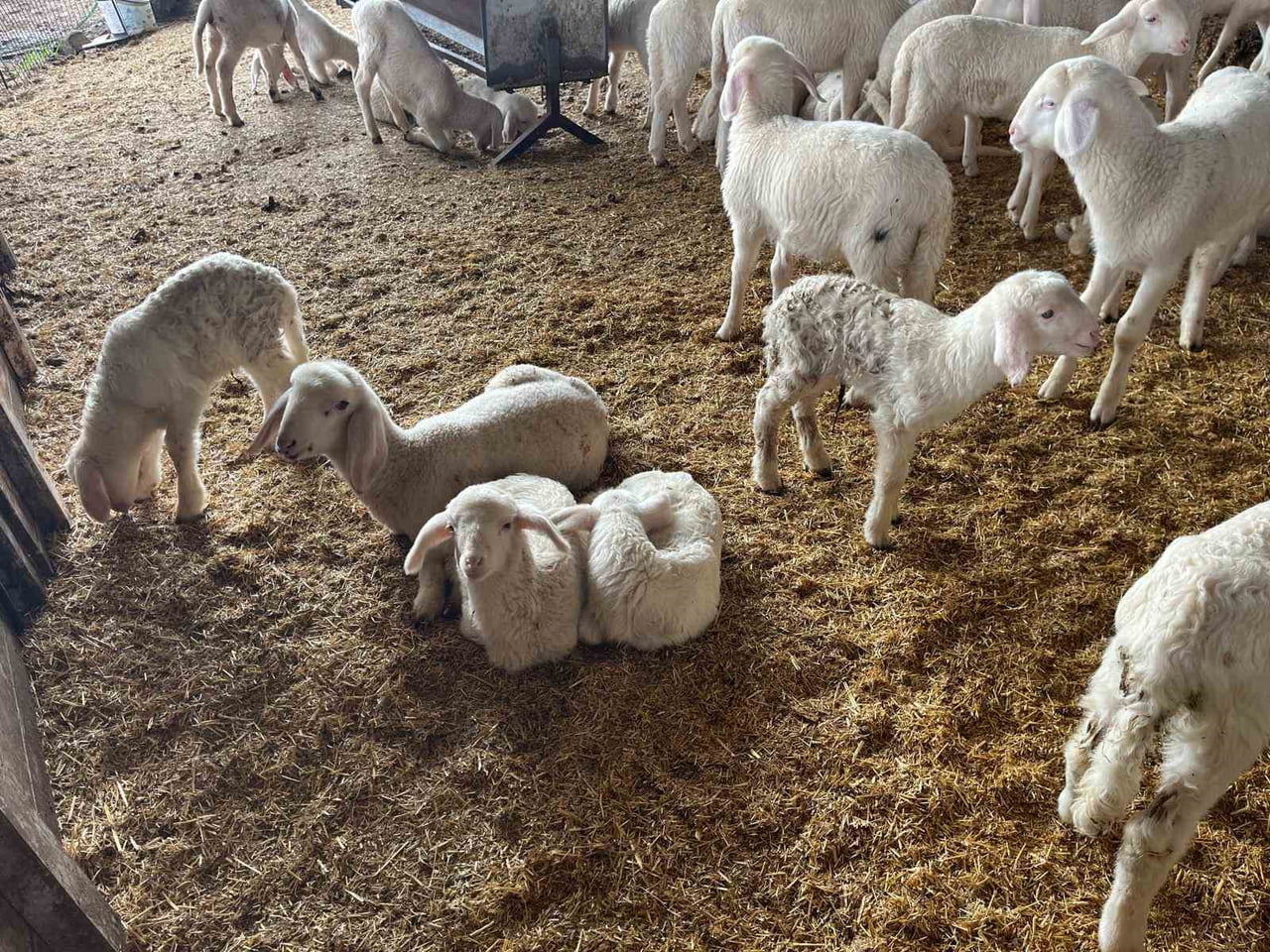 DENİZLİ’NİN BULDAN İLÇESİNDE HAMİLELİK DÖNEMİ SONA EREN KOYUNLAR DOĞUM YAPMAYA BAŞLADI. SOĞUK...