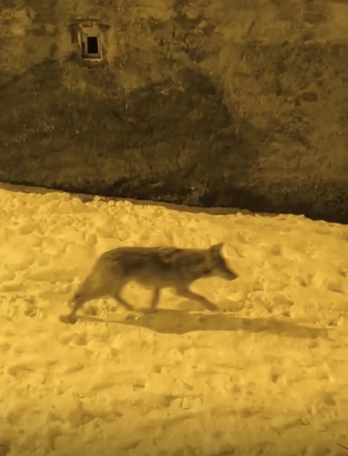 DİYARBAKIR'IN ÇERMİK İLÇESİNDE AÇ KAKAN KURTLAR ŞEHİR MERKEZİNE KADAR İNDİ.