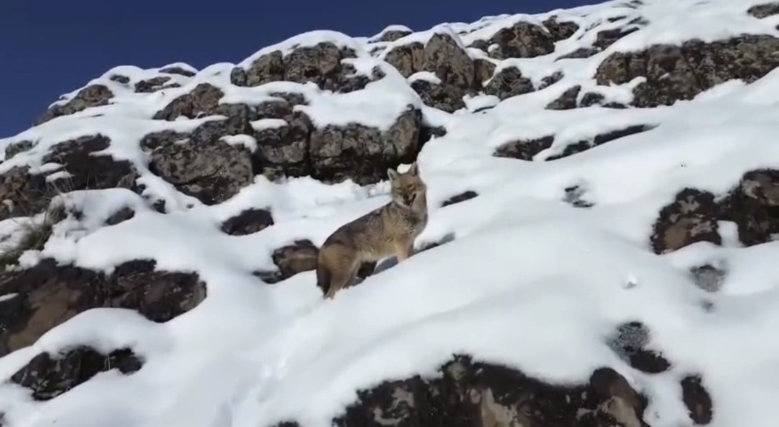 DİYARBAKIR'IN ÇERMİK İLÇESİNDE YİYECEK ARAYAN KURT, DRONLA GÖRÜNTÜLENDİ.