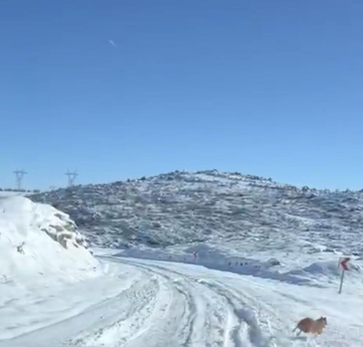DİYARBAKIR’IN ÇERMİK VE ÇÜNGÜŞ İLÇELERİNDE AÇ KALAN KURT VE DOMUZ SÜRÜSÜ ŞEHİR MERKEZİNE KADAR...