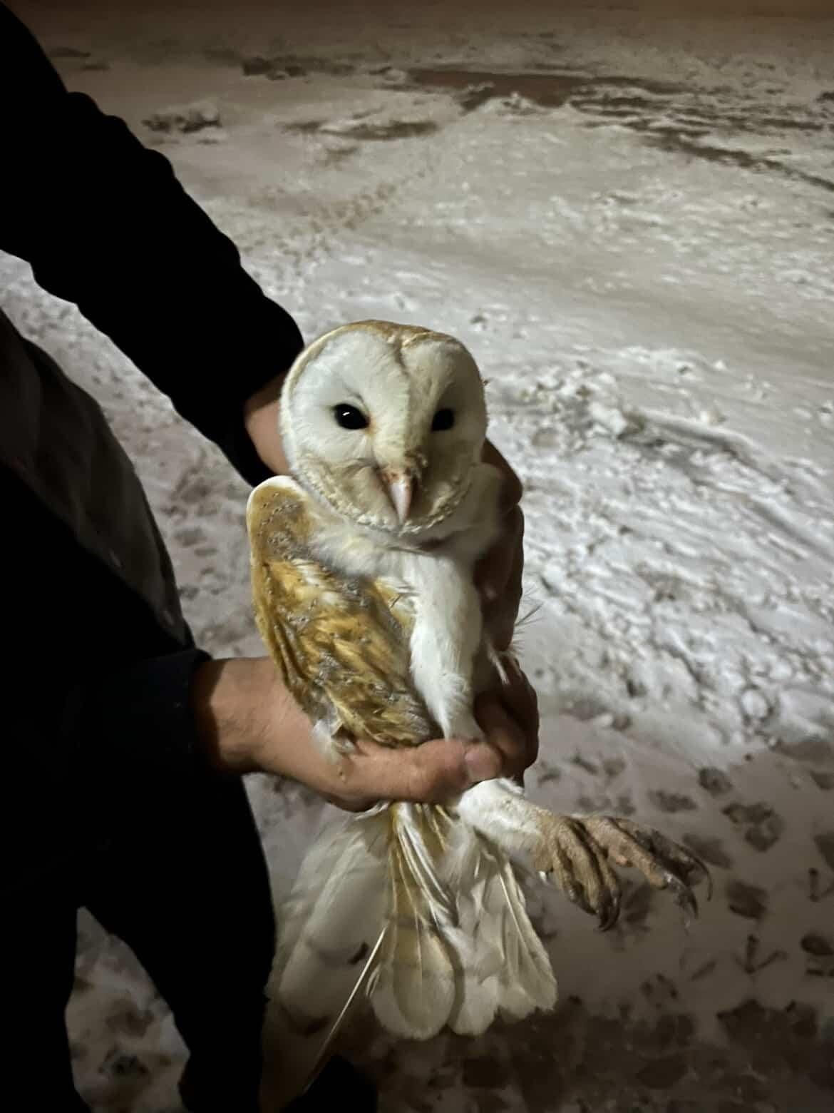DİYARBAKIR’IN ÇINAR İLÇESİNDE SOĞUKLARDAN KORUNMAK İSTEYEN PEÇELİ BAYKUŞ, BÜYÜKBAŞ HAYVAN AHIRINA...