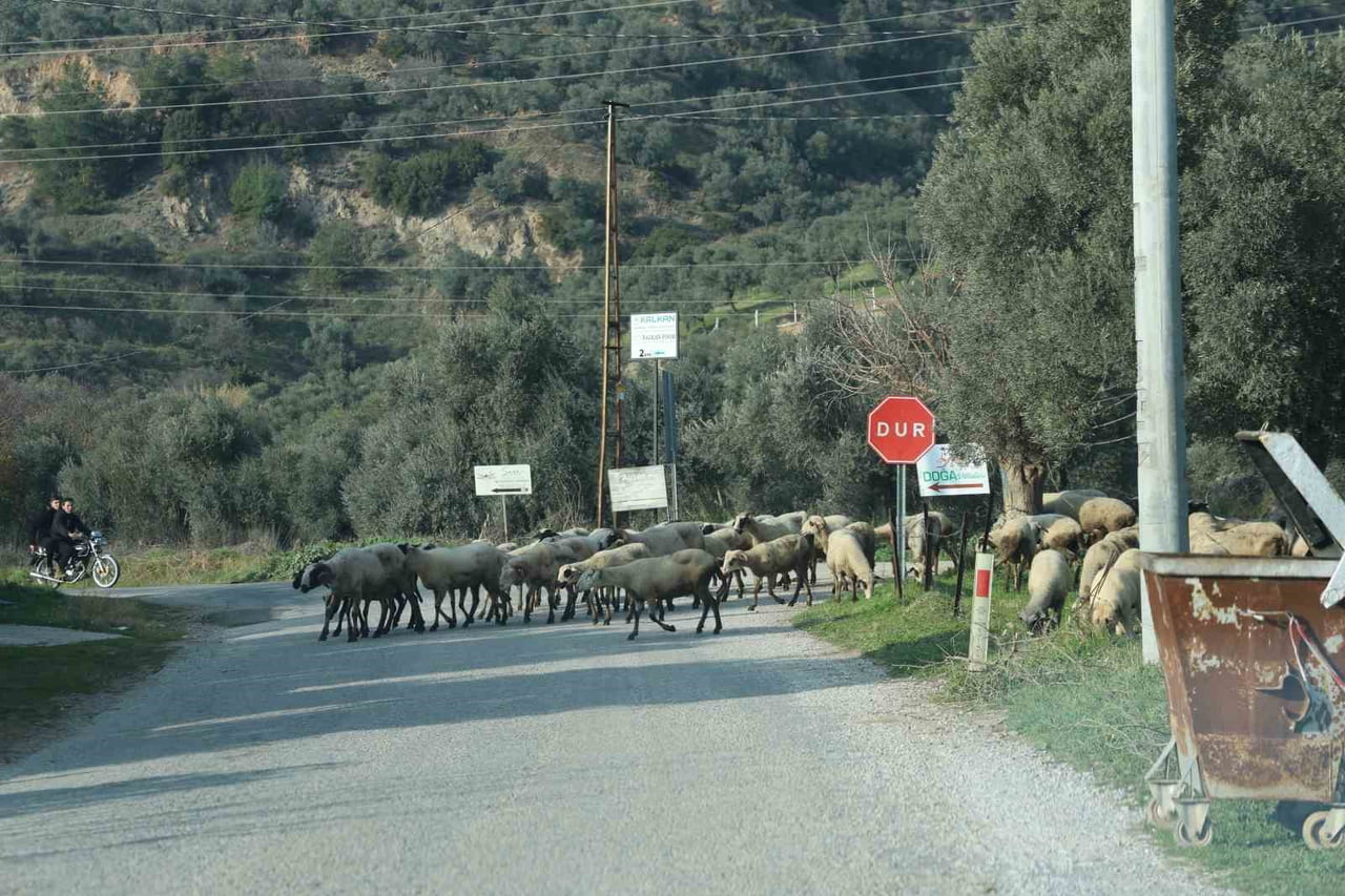 DOĞU İLLERİNDE KOYUNLAR AYLARCA KAPALI ALANLARDA KALIRKEN, AYDIN’DA HAVALARIN ISINMASIYLA SÜRÜLER...