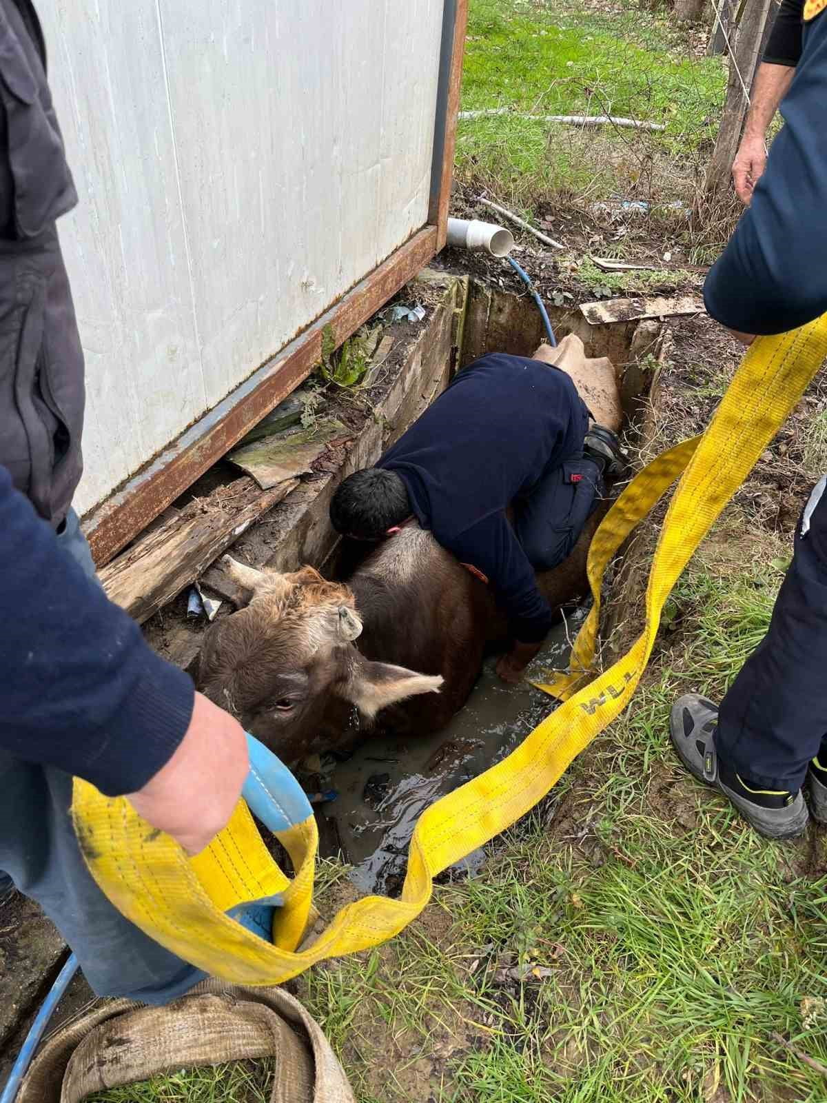 DÜZCE’DE KUYUYA DÜŞEN İNEK 1 SAATLİK YAPILAN ÇALIŞMANIN ARDINDAN BULUNDUĞU YERDEN...