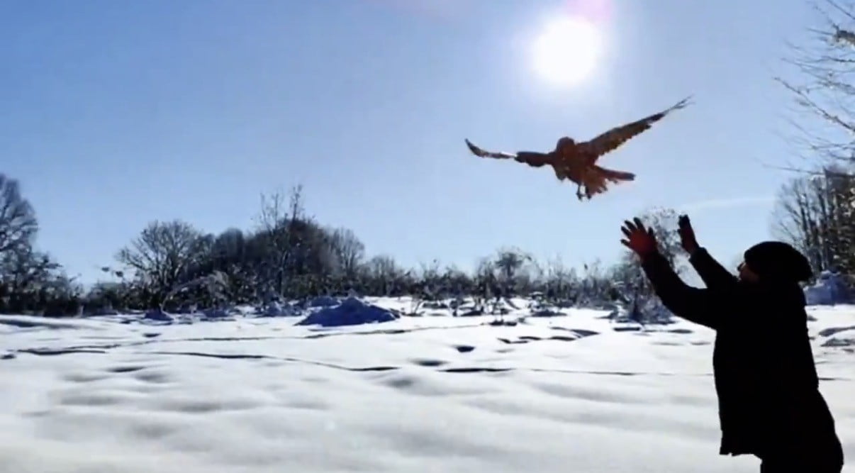 DÜZCE DOĞA KORUMA VE MİLLÎ PARKLAR MÜDÜRLÜĞÜ, 2025 YILI BOYUNCA YARALI VE YARDIMA MUHTAÇ YABAN...