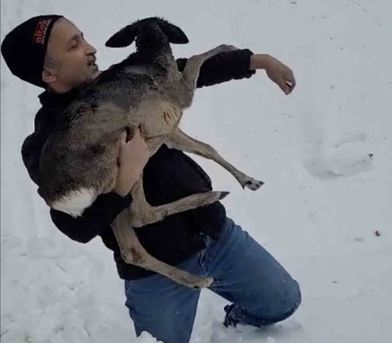 DÜZCE’NİN GÜZELDERE KÖYÜ MEVKİİNDE, KARLARIN İÇİNDE YARALI HALDE BULUNAN YAVRU KARACA, DUYARLI...