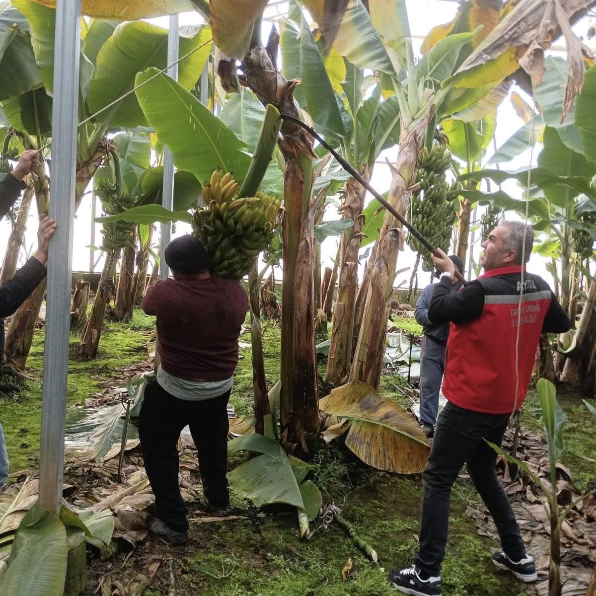 EFELER İLÇESİ DALAMA MAHALLESİ’NDE 4 DEKARLIK ALANDA KURULAN MUZ BAHÇESİNDE BAŞLAYAN HASATTA, 700...