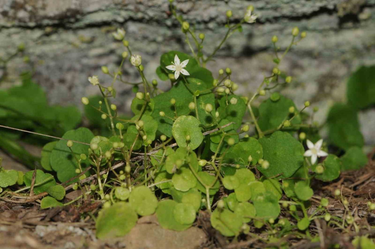 EGE ÜNİVERSİTESİ BOTANİK BAHÇESİ VE HERBARYUM ARAŞTIRMA VE UYGULAMA MERKEZİ MÜDÜRÜ PROF. DR. HASAN...