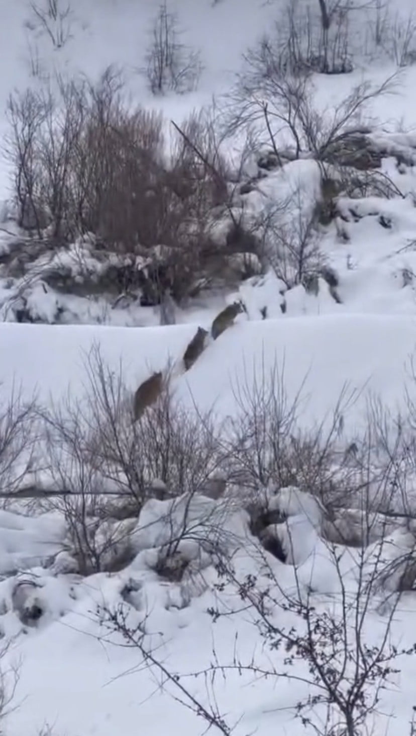 ELAZIĞ’DA KURT SÜRÜSÜ GÖRÜNTÜLENDİ