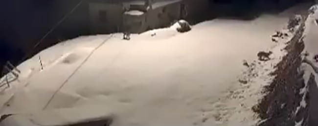 ELAZIĞ’DA NESLİ TEHDİT ALTINDA BULUNAN VAŞAK AİLESİ GÖRÜNTÜLENDİ