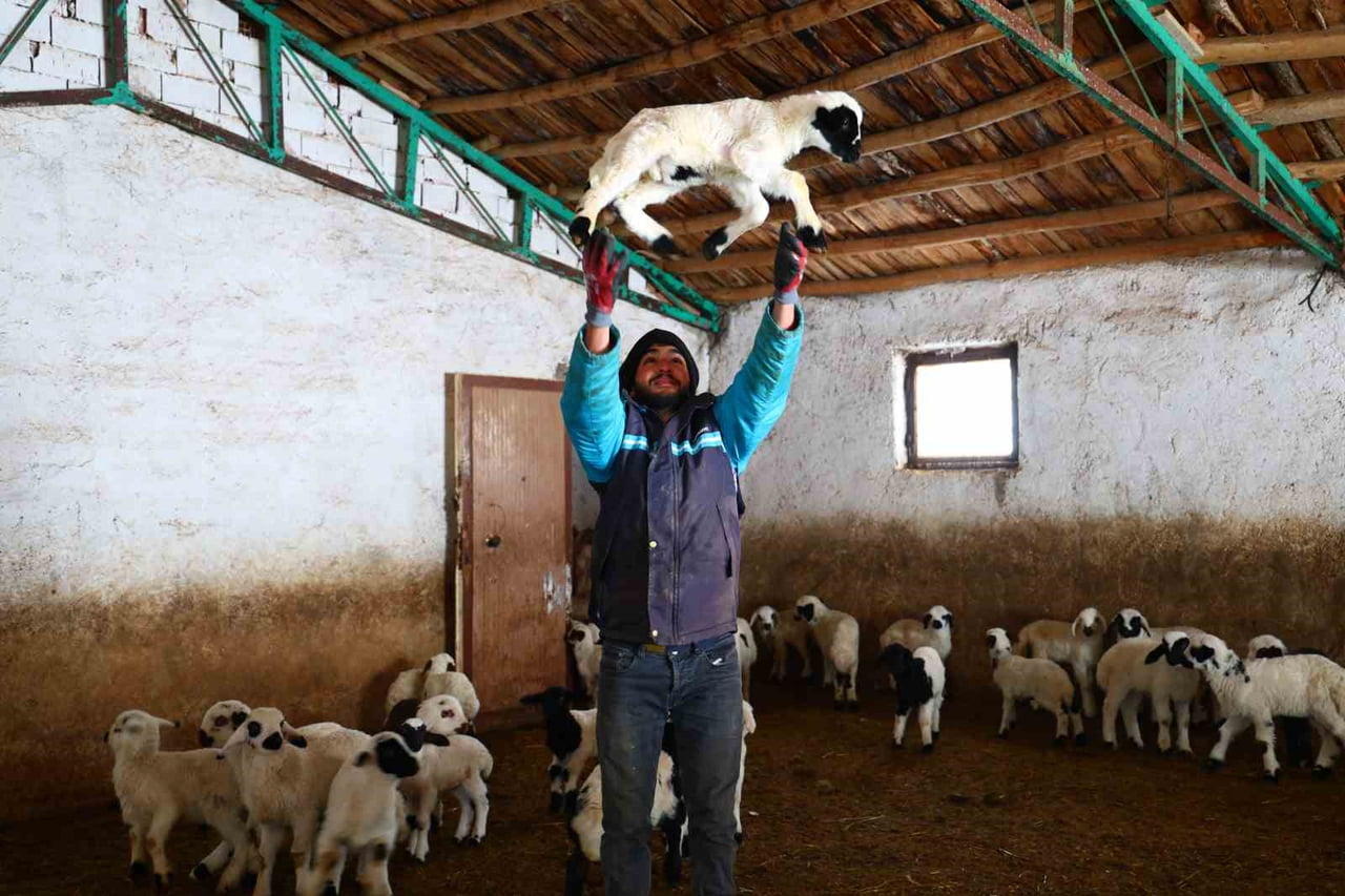 ELAZIĞ’DA  SOĞUK HAVALARIN ETKİSİYLE KUZULAMA DÖNEMİ ERKEN BAŞLADI VE DOĞUM ORANLARINDA ARTIŞ...
