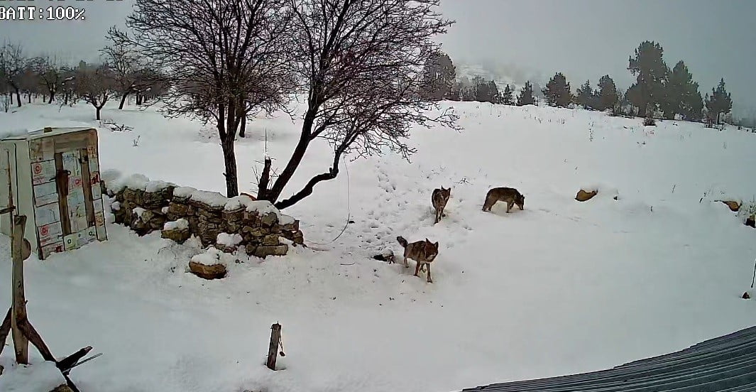 ELMAKUZU MAHALLESİ'NDE SABAH SAATLERİNDE KÖYE İNEN 3 KURT, GÜVENLİK KAMERALARINA YANSIDI.