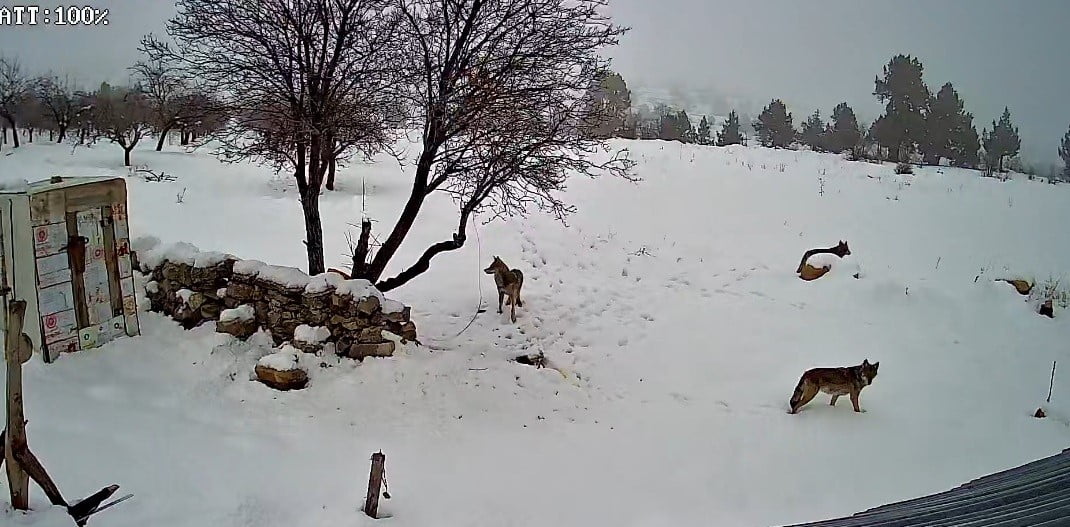 ELMAKUZU MAHALLESİ'NDE SABAH SAATLERİNDE KÖYE İNEN 3 KURT, GÜVENLİK KAMERALARINA YANSIDI.
