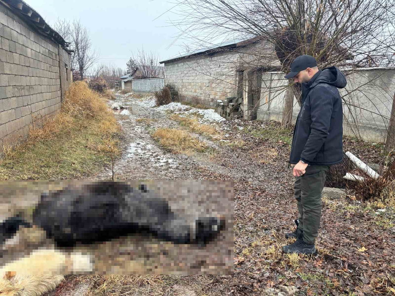 ERZİNCAN'DA VİCDANLARI SIZLATAN OLAY: AT VE EŞEK SİLAHLA KATLEDİLDİ