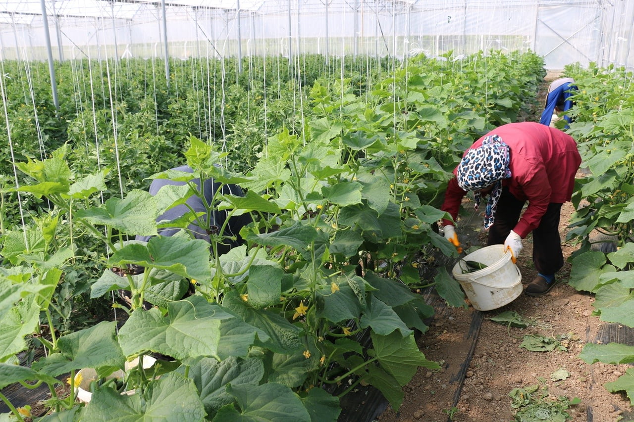 ERZİNCAN’DA KADIN ÇİFTÇİLERE YÜZDE 50 HİBELİ SERA DESTEĞİ