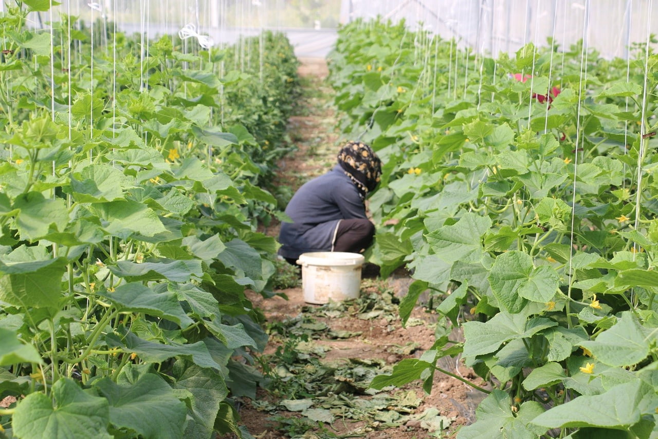 ERZİNCAN’DA KADIN ÇİFTÇİLERE YÜZDE 50 HİBELİ SERA DESTEĞİ