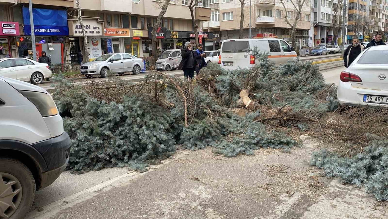 ESKİŞEHİR'DE ETKİLİ OLAN ŞİDDETLİ RÜZGAR VE FIRTINA SONUCUNDA GERÇEKLEŞEN AĞAÇ DEVRİLMESİ OLAYLARI...