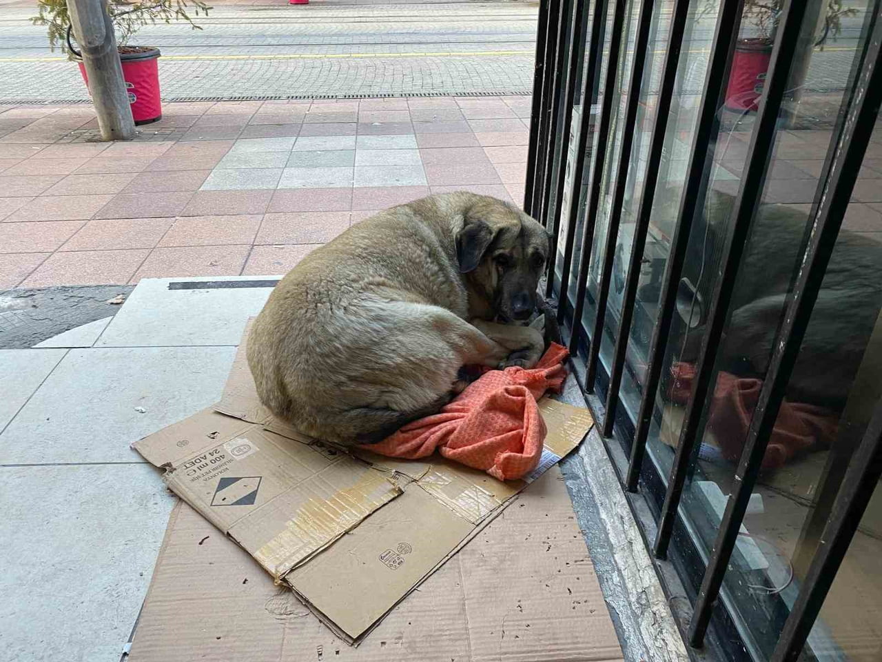 ESKİŞEHİR'DE HAVA SICAKLIKLARININ EKSİ DERECELERE DÜŞMESİYLE BİRLİKTE SOKAK HAYVANLARININ YAŞAMI...