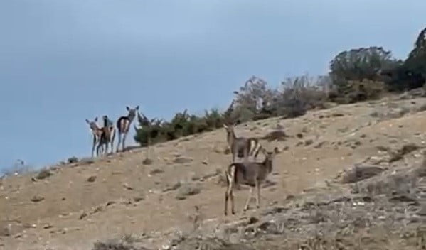 ESKİŞEHİR’İN MİHALIÇÇIK İLÇESİNDE KARAYOLUNDA ARACI İLE İLERLEYEN BİR SÜRÜCÜ YOLUN KARŞINA GEÇEN...