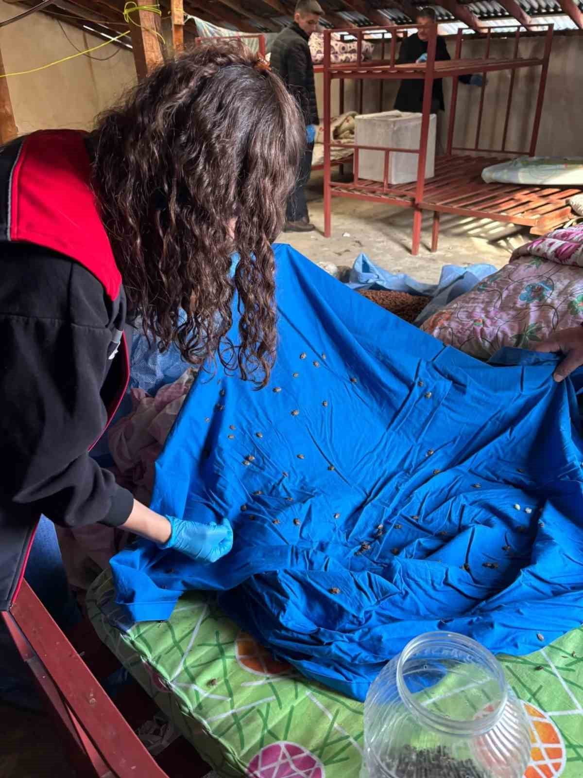 FINDIK ÜRETİMİNİ TEHDİT EDEN ZARARLILARLA MÜCADELE KAPSAMINDA YÜRÜTÜLEN BİYOLOJİK ÇALIŞMALAR...