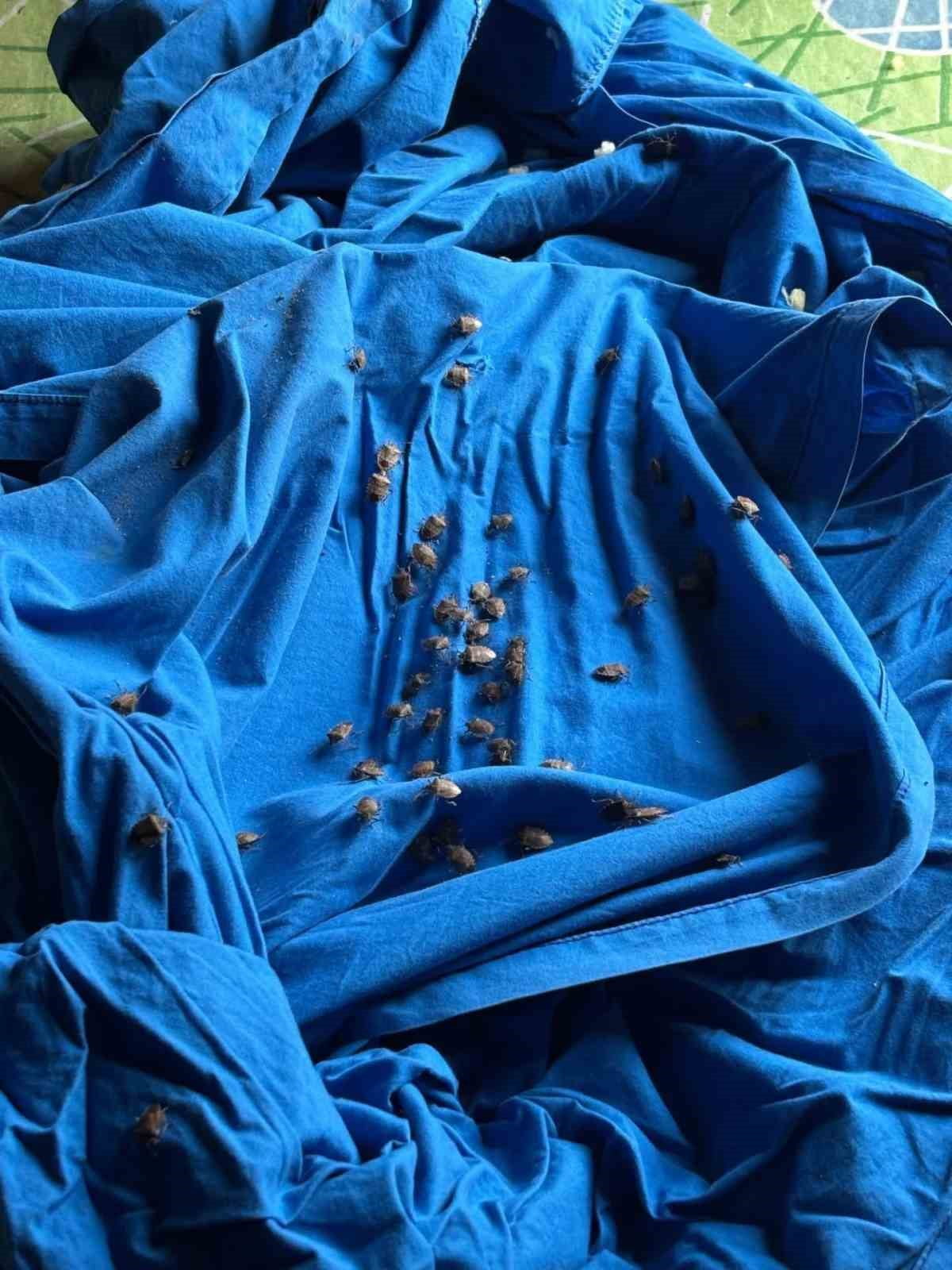 FINDIK ÜRETİMİNİ TEHDİT EDEN ZARARLILARLA MÜCADELE KAPSAMINDA YÜRÜTÜLEN BİYOLOJİK ÇALIŞMALAR...