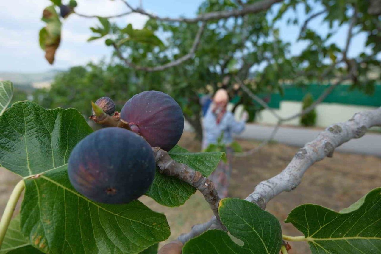 GEÇEN YIL YAŞANAN ZİRAİ DON VE KURAKLIK GİBİ OLUMSUZLUKLARA RAĞMEN BURSA SİYAH İNCİRİNDE İHRACAT...