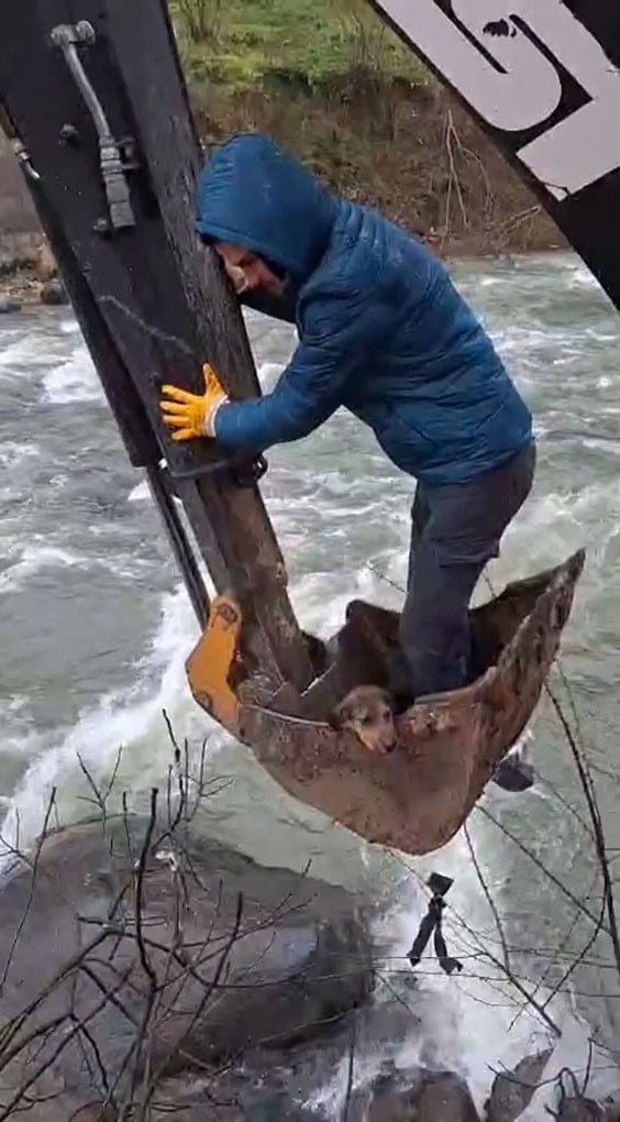 GİRESUN’UN DERELİ İLÇESİNDE AKSU DERESİ İÇERİSİNDE KAYALIKLAR ÜZERİNDE MAHSUR KALAN BİR KÖPEK...