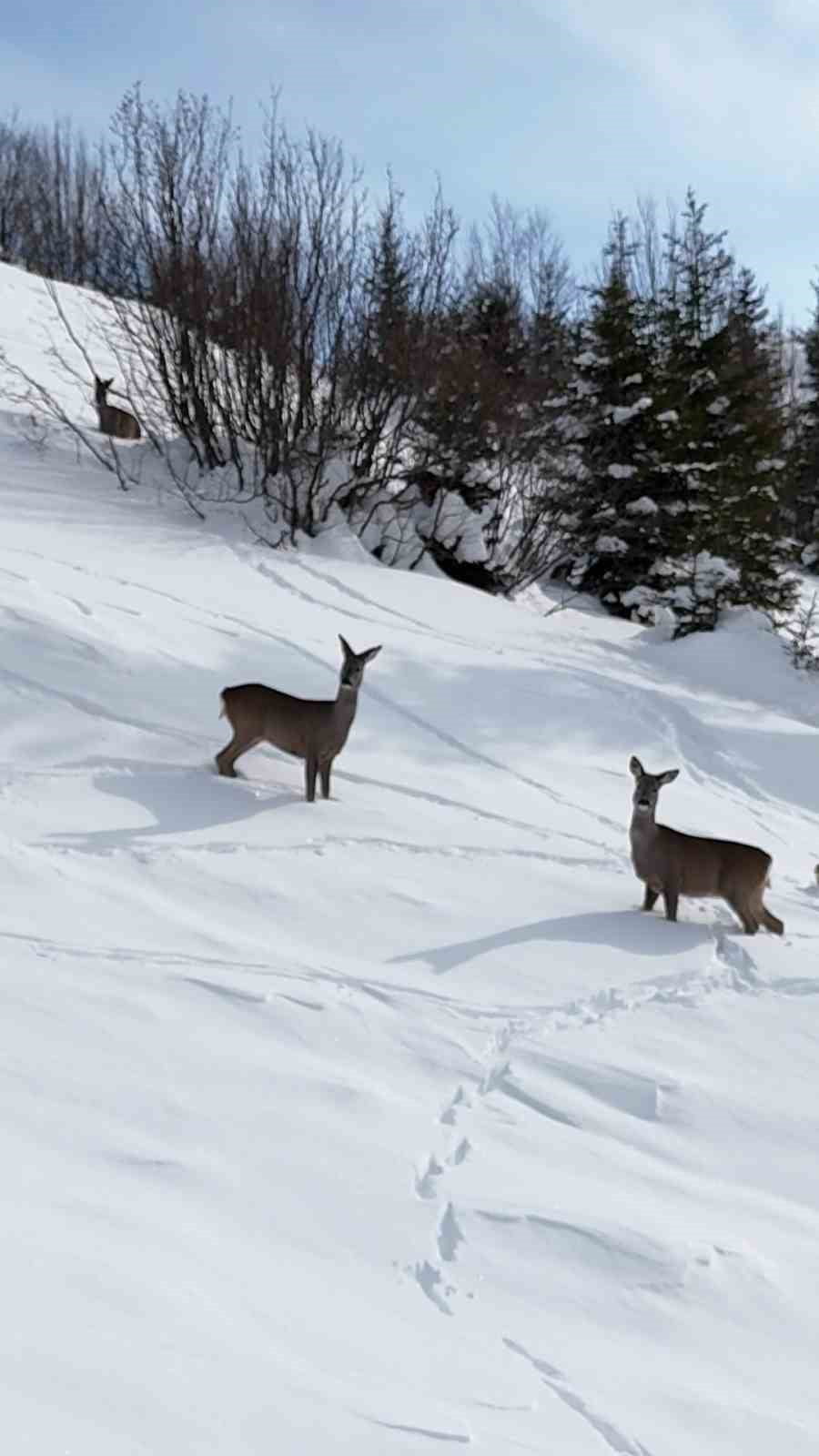 GİRESUN’UN KULAKKAYA YAYLASI’NDA KAR YAĞIŞININ ARDINDAN BEYAZA BÜRÜNEN DOĞA, YABAN HAYATINA DA EV...