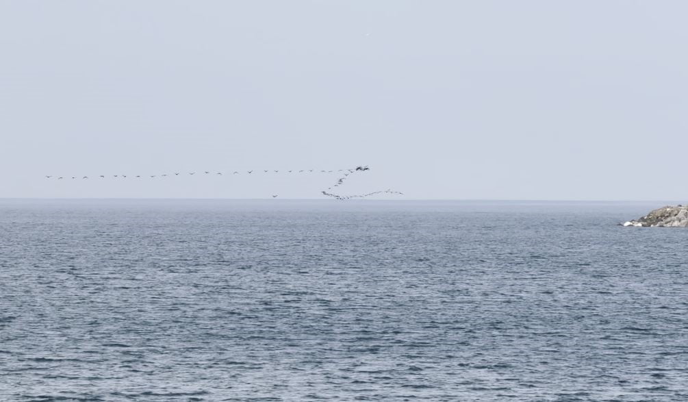 GÖÇ YOLCULUĞU SIRASINDA KARADENİZ KIYI HATTINI KULLANAN GÖÇMEN KUŞLARIN, HOPA AÇIKLARINDA SÜRÜLER...